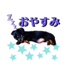 ダックスのクロエちゃん♡（個別スタンプ：5）