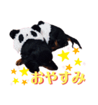 ダックスのクロエちゃん♡（個別スタンプ：6）