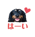 ダックスのクロエちゃん♡（個別スタンプ：9）