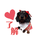 ダックスのクロエちゃん♡（個別スタンプ：10）