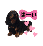 ダックスのクロエちゃん♡（個別スタンプ：12）