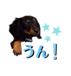 ダックスのクロエちゃん♡（個別スタンプ：14）