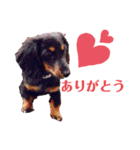 ダックスのクロエちゃん♡（個別スタンプ：16）