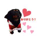 ダックスのクロエちゃん♡（個別スタンプ：17）