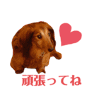 ダックスのクロエちゃん♡（個別スタンプ：20）