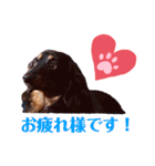 ダックスのクロエちゃん♡（個別スタンプ：21）