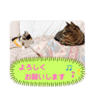 Ko-Tzy  vol.2（個別スタンプ：5）