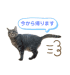 Ko-Tzy  vol.2（個別スタンプ：17）
