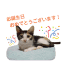 Ko-Tzy  vol.2（個別スタンプ：22）