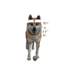 柴犬のらおん2（個別スタンプ：2）