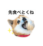 柴犬のらおん2（個別スタンプ：8）