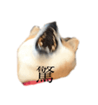 柴犬のらおん2（個別スタンプ：9）