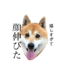 柴犬のらおん2（個別スタンプ：10）