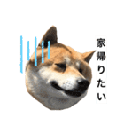 柴犬のらおん2（個別スタンプ：14）