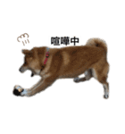 柴犬のらおん2（個別スタンプ：16）