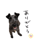 黒シュナ ゴンちゃんスタンプ 3（個別スタンプ：1）