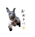 黒シュナ ゴンちゃんスタンプ 3（個別スタンプ：2）