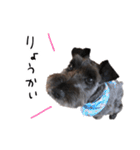 黒シュナ ゴンちゃんスタンプ 3（個別スタンプ：8）