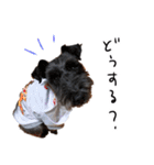 黒シュナ ゴンちゃんスタンプ 3（個別スタンプ：12）