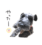 黒シュナ ゴンちゃんスタンプ 3（個別スタンプ：13）