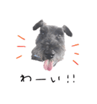 黒シュナ ゴンちゃんスタンプ 3（個別スタンプ：14）