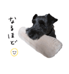 黒シュナ ゴンちゃんスタンプ 3（個別スタンプ：15）
