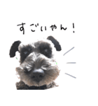 黒シュナ ゴンちゃんスタンプ 3（個別スタンプ：17）