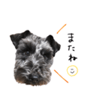 黒シュナ ゴンちゃんスタンプ 3（個別スタンプ：26）