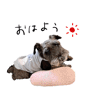 黒シュナ ゴンちゃんスタンプ 3（個別スタンプ：29）