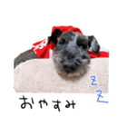 黒シュナ ゴンちゃんスタンプ 3（個別スタンプ：30）