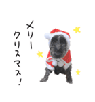 黒シュナ ゴンちゃんスタンプ 3（個別スタンプ：36）