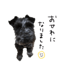 黒シュナ ゴンちゃんスタンプ 3（個別スタンプ：37）