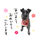 黒シュナ ゴンちゃんスタンプ 3（個別スタンプ：39）