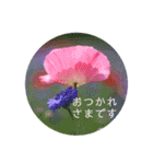 hana＊花＊flower（個別スタンプ：4）