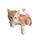 子猫（こはく）スタンプ（個別スタンプ：1）
