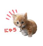 子猫（こはく）スタンプ（個別スタンプ：2）