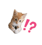 子猫（こはく）スタンプ（個別スタンプ：3）