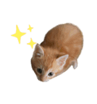 子猫（こはく）スタンプ（個別スタンプ：4）