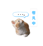 子猫（こはく）スタンプ（個別スタンプ：6）
