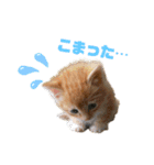 子猫（こはく）スタンプ（個別スタンプ：7）