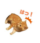 子猫（こはく）スタンプ（個別スタンプ：8）