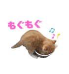 子猫（こはく）スタンプ（個別スタンプ：9）