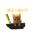 子猫（こはく）スタンプ（個別スタンプ：10）