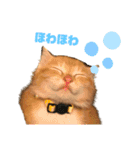 子猫（こはく）スタンプ（個別スタンプ：11）