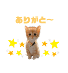 子猫（こはく）スタンプ（個別スタンプ：12）