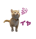 子猫（こはく）スタンプ（個別スタンプ：15）