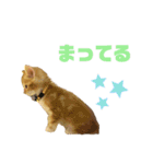 子猫（こはく）スタンプ（個別スタンプ：16）