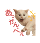 【実写】白猫のハク☆マツコファミリー3（個別スタンプ：8）