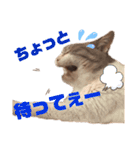 【実写】白猫のハク☆マツコファミリー3（個別スタンプ：18）