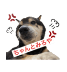 うちのオハナ第三弾 黒柴ときどきウズラ（個別スタンプ：10）